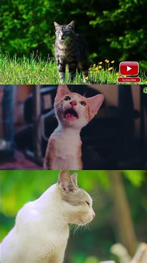 Adorable Cat Mew Sound 🐱 | Funny & Cute Cat Shorts