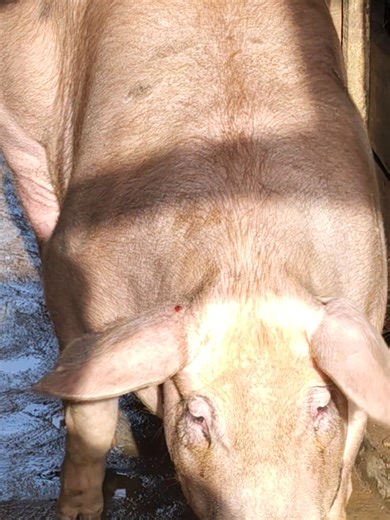 Quality Farming: Raising Standards in Pig Breeding