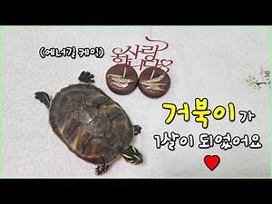 거북이가 1살이 되었어요! 생일축하해♥ (+레드벨리쿠터 거북이의 1년간 성장속도)