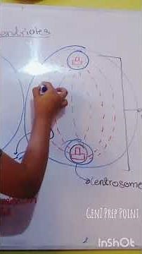Centrioles: The Cell's Secret Master Builder! #caie #biology #olevel