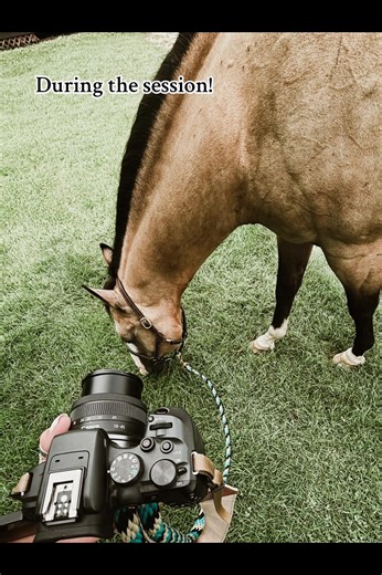 Capturing Equine Beauty: A Photography Session