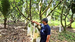 38K views · 1.3K reactions | Early Morning Farm Lessons! Making an...