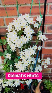 Clematis x cartmanii 'Avalanche' (Evergreen Group) Aptly named, Clematis x cartmanii 'Avalanche' is a bushy trailing or scrambling evergreen non-clinging climber with masses of pure white flowers, 1.5 in. across (4 cm), in early to mid-spring. Clematis White Abundance' in particular has gorgeous displays of creamy-white, fragrant flowers throughout the spring. This variety is also evergreen, meaning the finely cut green leaves will remain on the plant year-round #garden #flowers #white #clematis