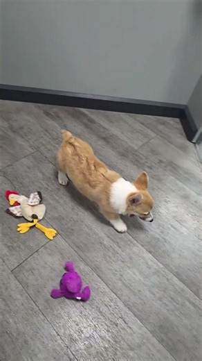 🐶 Playful Corgi Puppy Zoomies & Fun Toy Playtime! 🧸 | Petland Phoenix ✨