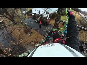 Climbing & Rigging Large Oak Trees | Precision Tree Removal & Stump Grinding