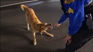 WSP training dogs to become bomb-sniffing pros