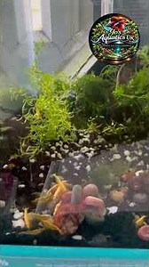 How to Keep Shrimps Safely in a 5 Gallon Tank! 🦐 #shorts
