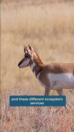 Grasslands are among the most imperiled ecosystems on earth.