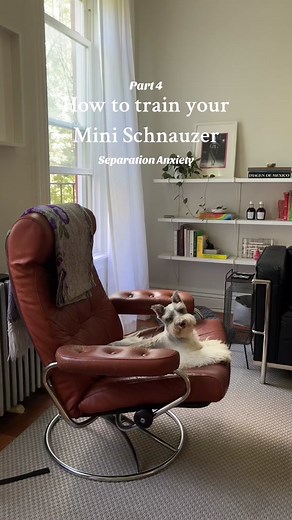 SEPERATION ANXIETY TIPS & TRICKS THAT WORKED FOR ME #minischnauzer #minischnauzersoftiktok #dogtraining #dogtrainingtips #puppytrainingtips #puppytiktok #puppytiktok #dogsoftiktok #dogsocialization #dogbehavior #dogbehaviortraining
