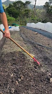 The stale bed technique + hula hoe #shorts #organicgardening #weeding