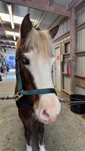 We asked the hard hitting question: “who is your favorite lesson pony?" ⁣ Edit 🎬: @kepper_eventing 🎤: @eca_.eventing | Spring Run Farm