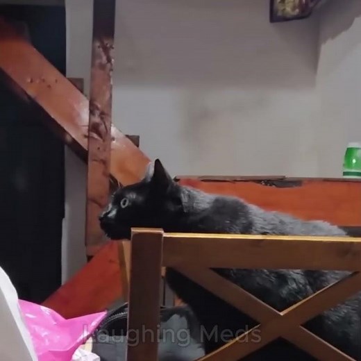 Cat vs Puss in Boots #funnycatvideos #catfunnyvideos