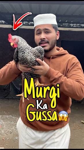 Desi Murgi Ko Gussa Agaya 😱 #shorts #minivlog #ashortaday #vlog #murga #aseelmurga