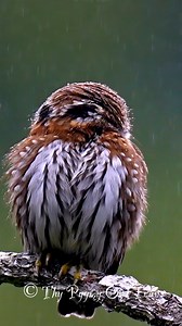 Northern Pygmy Owl . . . #thypygmyowltour #northernpygmyowl #wildlife #owl #nature #photography #owl #birds #raptor #viralvideoシ | Thy Pygmy Owl Tour