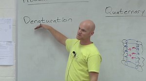 3.2 Protein Function and Folding - Chad's Prep®