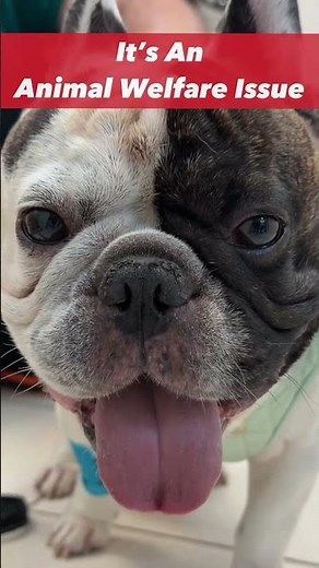 Brachycephalic Obstructive Airway Syndrome & Elongated Soft Palate Laser Surgery