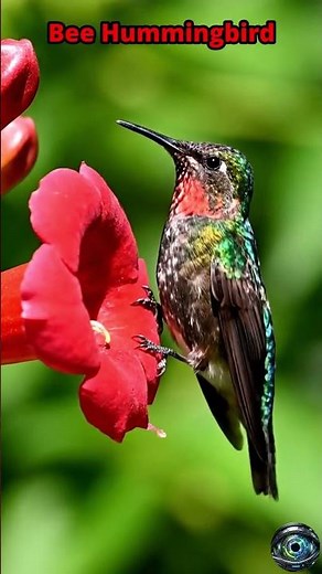 Meet the World’s Smallest Bird! 🐝🐦 #shorts #short #viral #birds #nature #trending #birdsounds