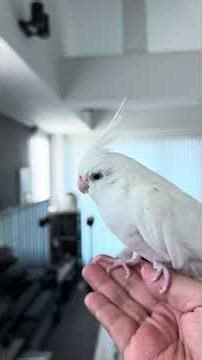 我が家の鳥達😊 朝は一番嬉しい時間です #セキセイインコ #cockatiel #オカメインコ