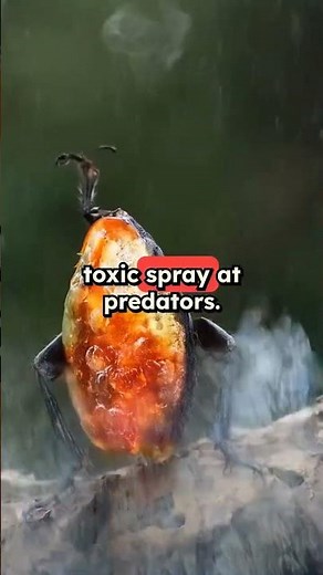 Tiny Beetle's EXPLOSIVE Defense Caught in Slow-Mo | Nature's Deadliest Surprise