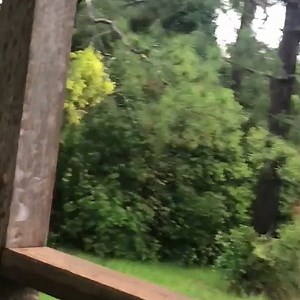 67K views · 76 reactions | BARKING MAGPIE A wolf whistle, other birds, even a dog. We could hardly believe our ears, listening to this clever magpie's repertoire. Have you ever heard a magpie do this? | ABC Sunshine Coast | Facebook