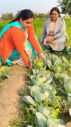 Harvesting cabbage 🥬 for 🥟 momos #farming #village #garden #india #nature #harvest #recipe #momos