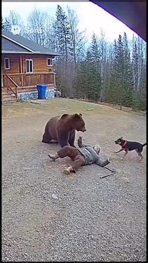 Bear Attack | Flower