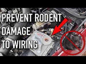 How To Prevent Rodent Damage To Vehicle Wiring