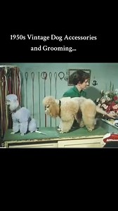 1950s Vintage Dog Accessories and Grooming.. Credit@pamperedpupgroomer #poodlelove #grooming #aboutpoodle #standardpoodle #poodlelife #poodle | About Poodle