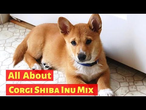 All About Corgi Shiba Inu Mix | Is it a Desirable Breed?