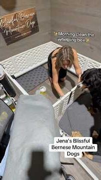 Morning clean the whelping box! #puppy #bernesemountaindog #Bernese