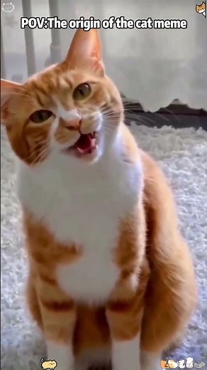 The origin of the cat meme #cat #funny