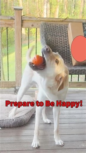Lessons from a Very Happy Dog!