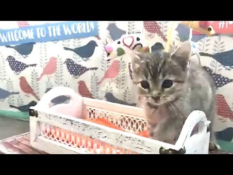 LIVE: Adoptable Kitten Shower | The Dodo + Meow for Now