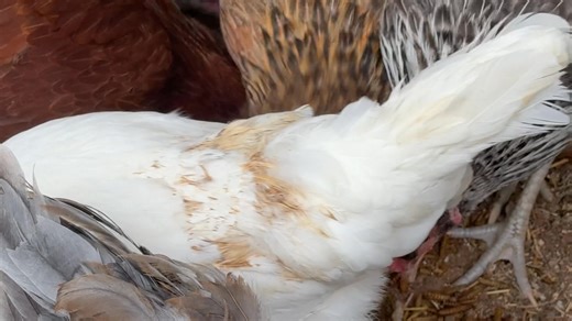 New Colorful Eggs Flock. | Desert Daisy Ranch