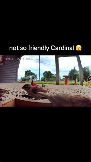 #birdfeeder #birds #cardinal #cute #nature #bark