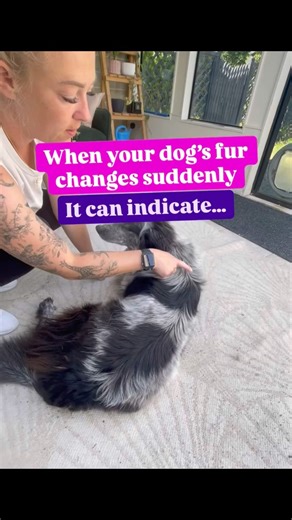 Fur is one of the subtle indicators of pain - want to learn more? Read the caption 🐕