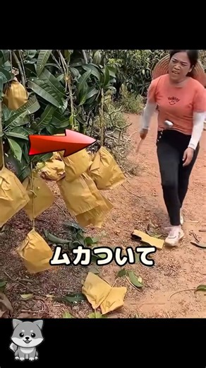 マンゴーを捨てようとした