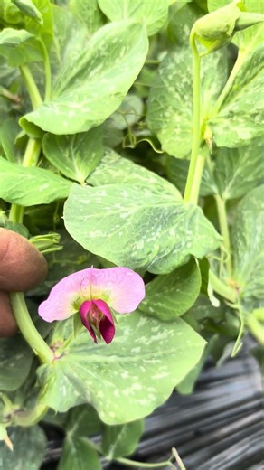 These peas are growing in a mountain field. They've been wilting a bit due to the temperature dif...