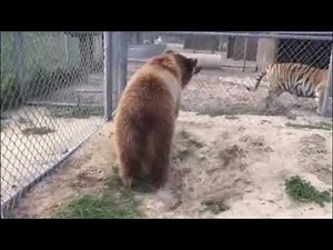 Bear vs tiger - Tiger scares brown bear.