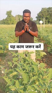 98K views · 2.5K reactions | यह काम जरूर करें #brinjal #vegetables #farming #khetibadi #kisan | Smart kisan | Facebook