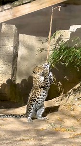 91K views · 5K reactions | We celebrated Kira the Amur leopard who turned 12 this past weekend!  Kira's Animal Care Team decorated her habitat with party decor, some of her favorite foods, and hid goodies in gift boxes for her to rip open. HAPPY BIRTHDAY KIRA! | Philadelphia Zoo | Facebook