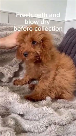 Cavapoo puppy's final groom before going home