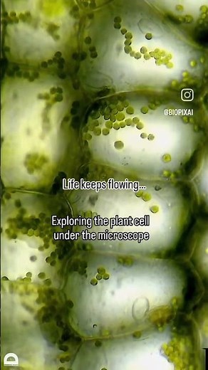 Plant Cell Under the Microscope 🔬 | Cell Structure Explained | NEET 2026