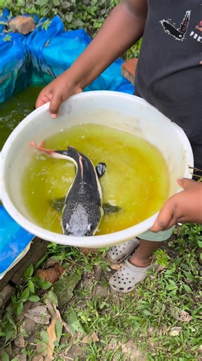 V Tales | Redtail catfish growth update | Instagram