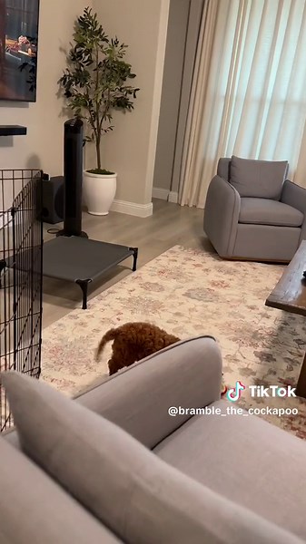 Bramble on TikTok