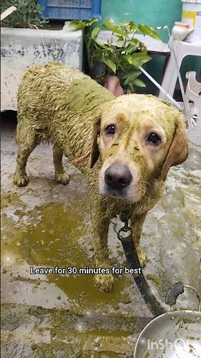 neem leaves for dogs🌿🐶 The best way to remove ticks and wounds #dogwash #dogbath #naturaldogtreats💕