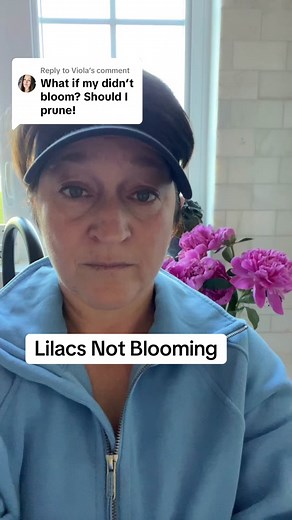 Replying to @Viola there are many reasons why a lilac shrub won’t bloom. They need six hours of direct sun, medium moisture, you can’t prune them outside of the two week window after the flowers have died or you will remove buds for next year, they also need a cold period in the winter so you can’t grow them in warm climates, and lastly, you might have a soil deficiency and the only way to know that is to get a $25 soil test from Michigan State University or your local extension office. if you a