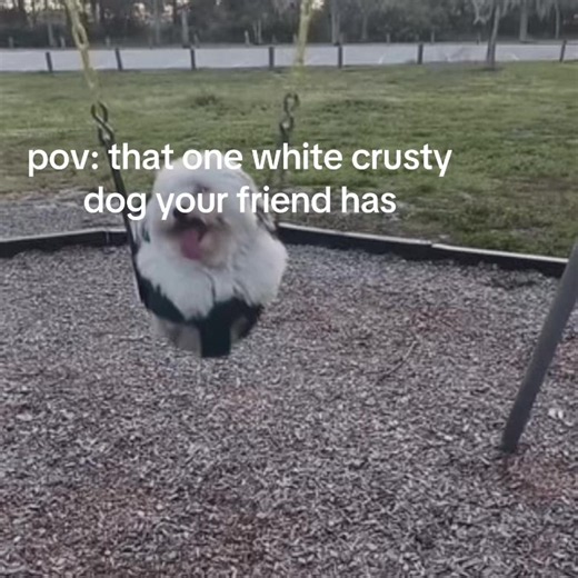 aww #dog #pov #whitecrustydog #fyp #viral | crusty white dog