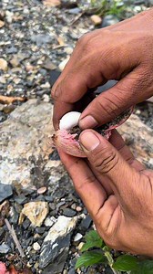 Merah merona 😍😍 #asmr #fruits | Fruits On Borneo