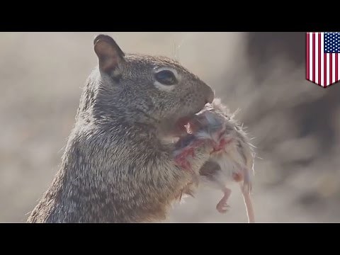 Squirrel eats mouse: Hungry squirrel has fellow rodent over for lunch - TomoNews